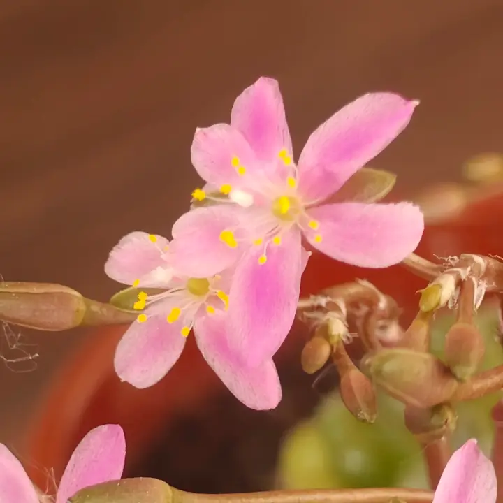 Anacampseros filamentosa var. tomentosa flor 2