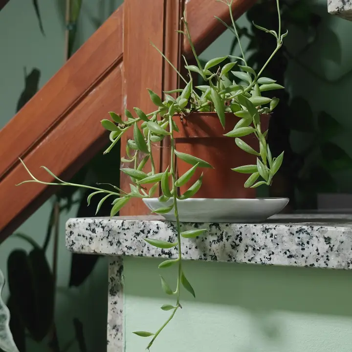 Curio radicans 1