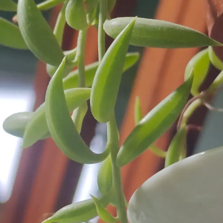 Curio radicans 2