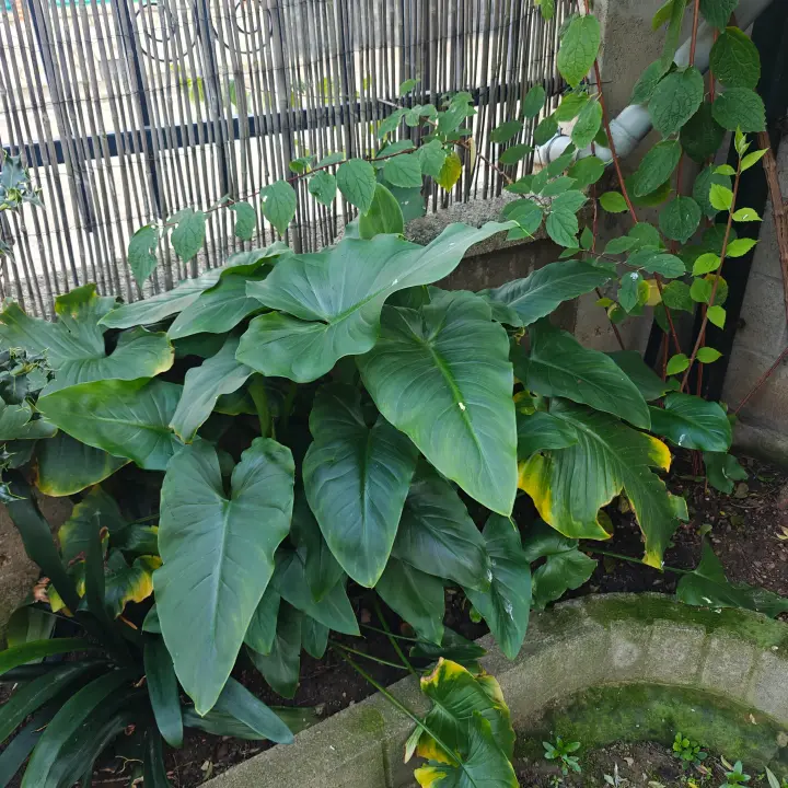 Zantedeschia Aethiopica 1