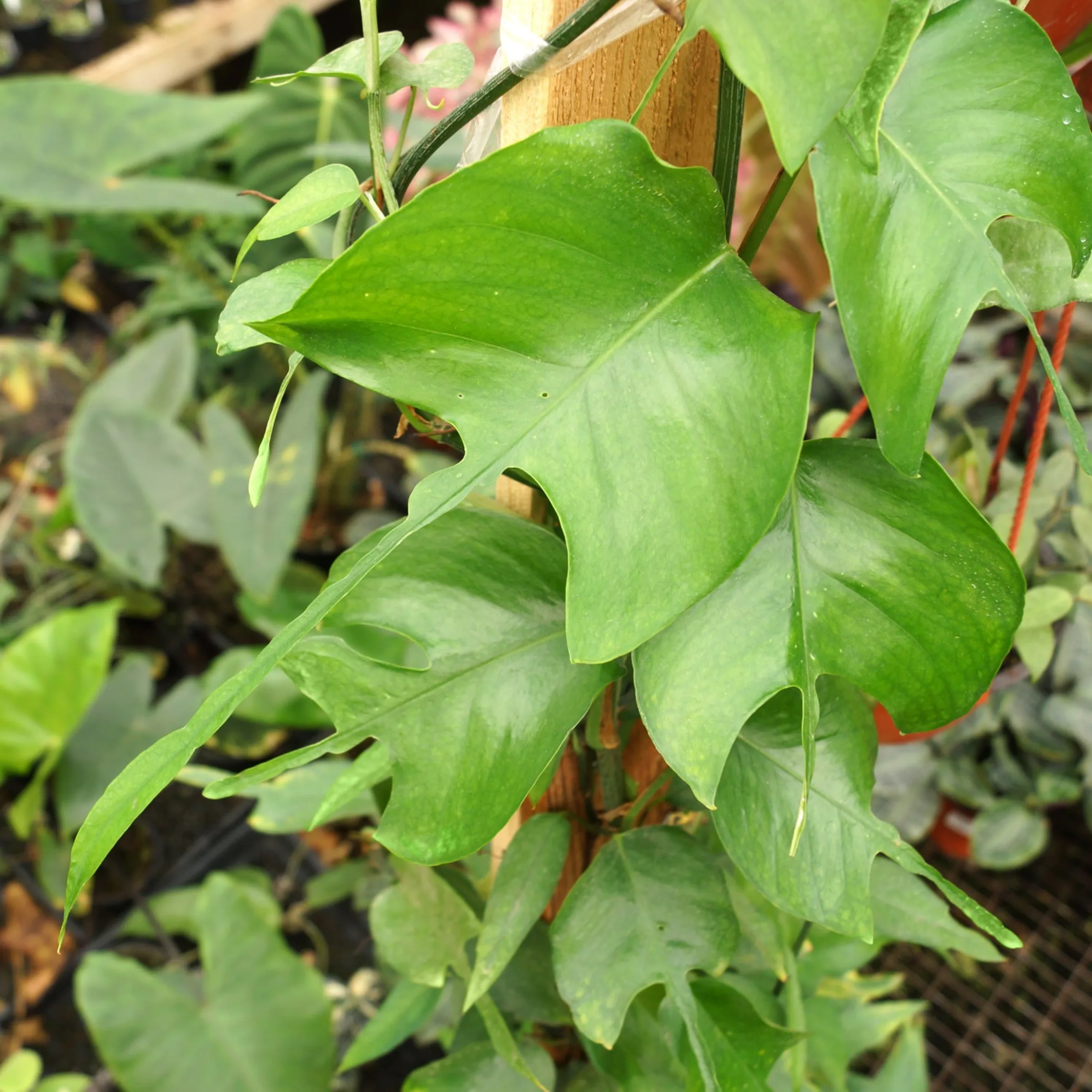 Epipremnum pinnatum skeleton key
