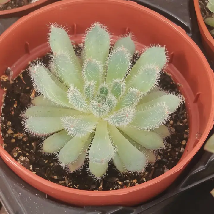 Echeveria setosa FO42 1