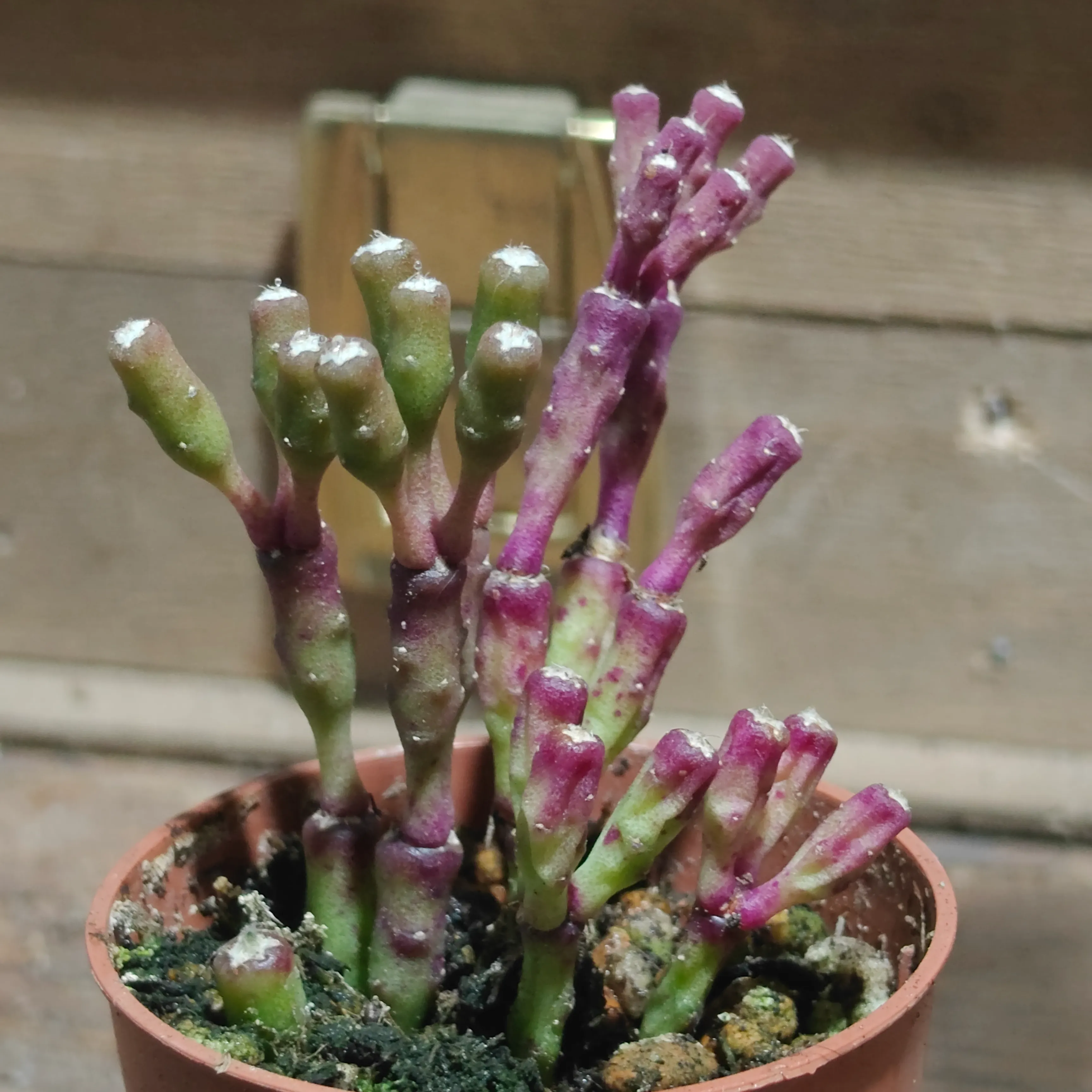 Hatiora salicornioides 2
