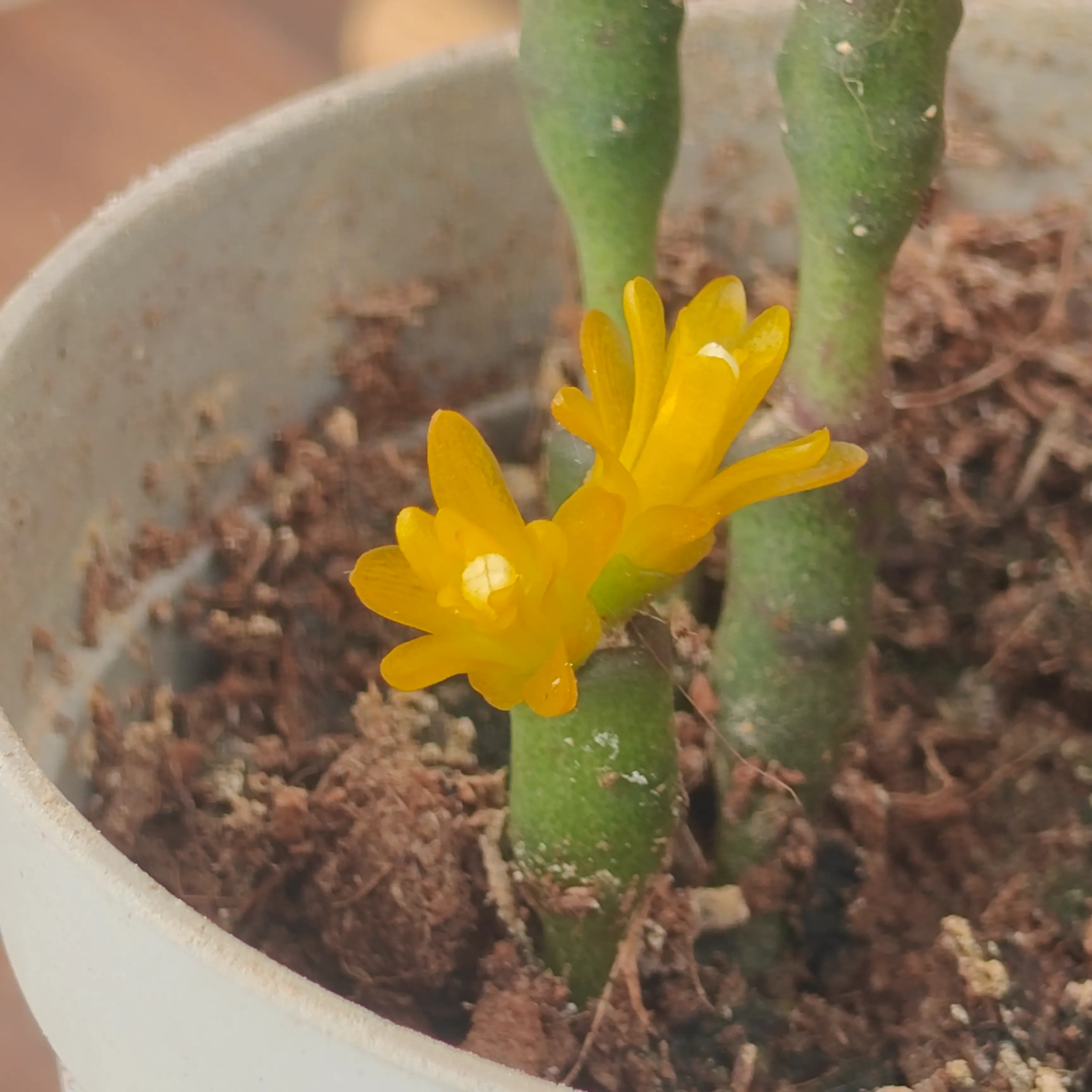 Hatiora salicornioides 3
