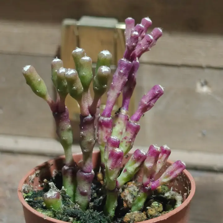 Hatiora salicornioides 2