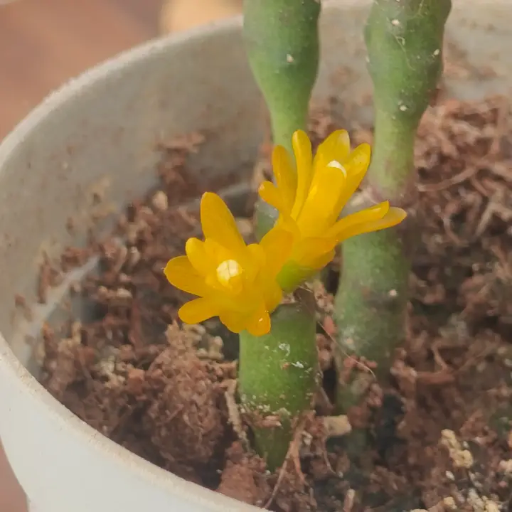 Hatiora salicornioides flor 1
