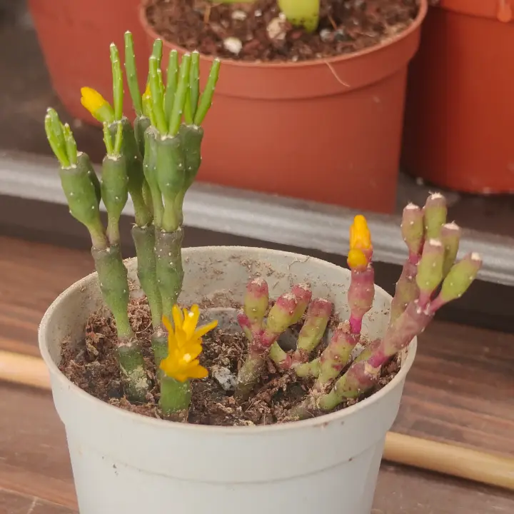 Hatiora salicornioides 1