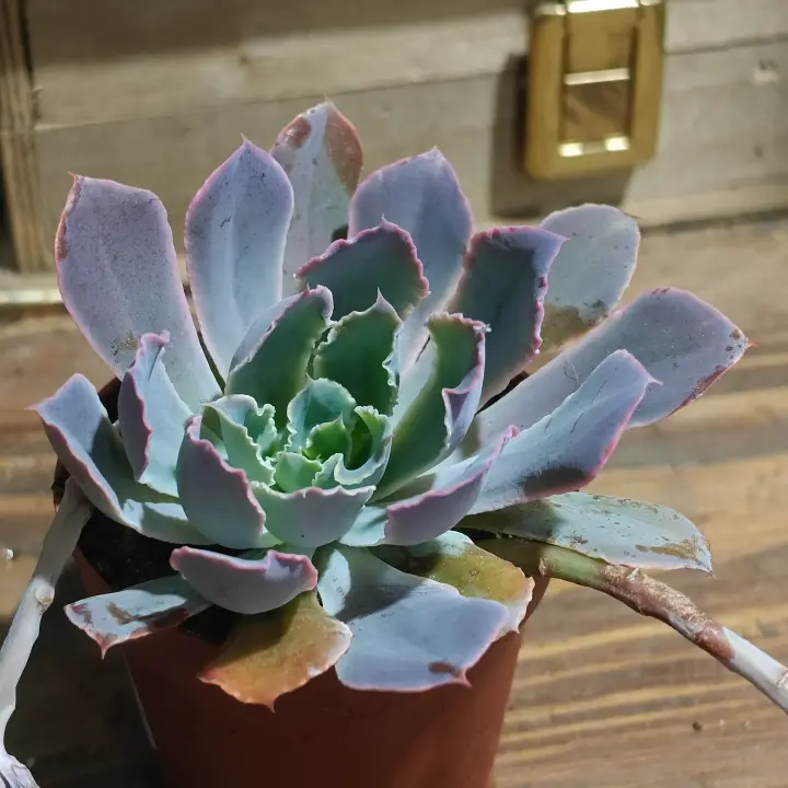 Echeveria shaviana 1