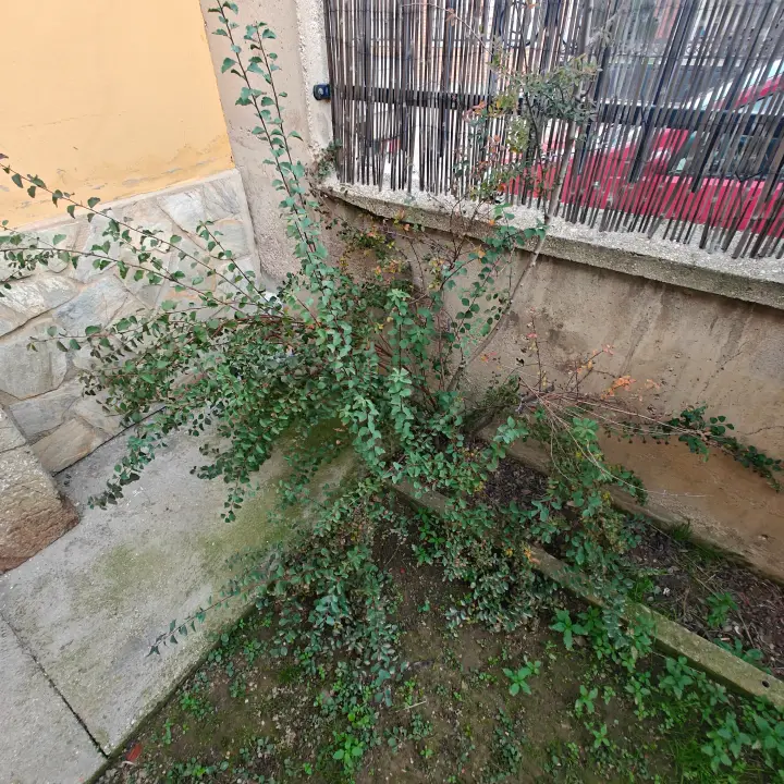Spiraea Trilobata 1