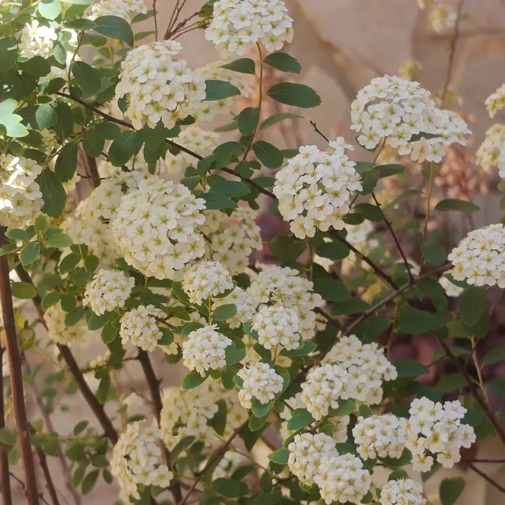 Spiraea Trilobata flor 1