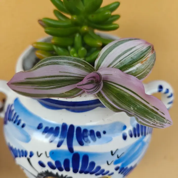 Tradescantia Albiflora Nanouk 2