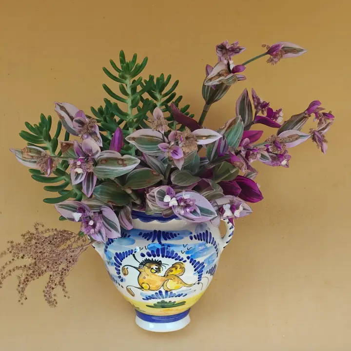 Tradescantia Albiflora Nanouk 1