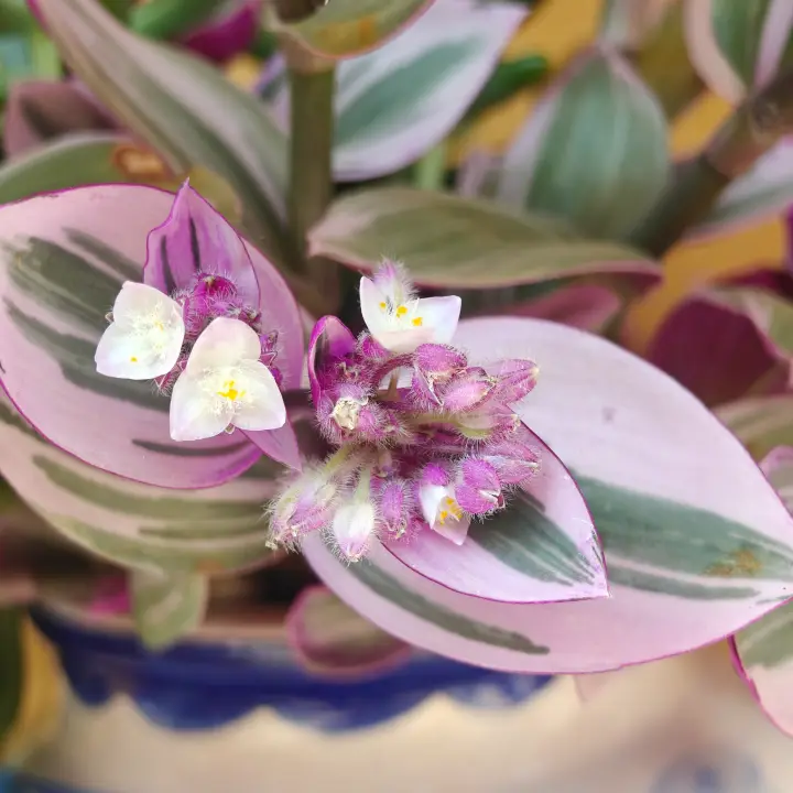 Tradescantia Albiflora Nanouk flor 1