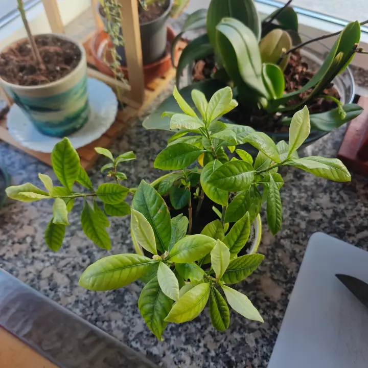 Gardenia jasminoides 1