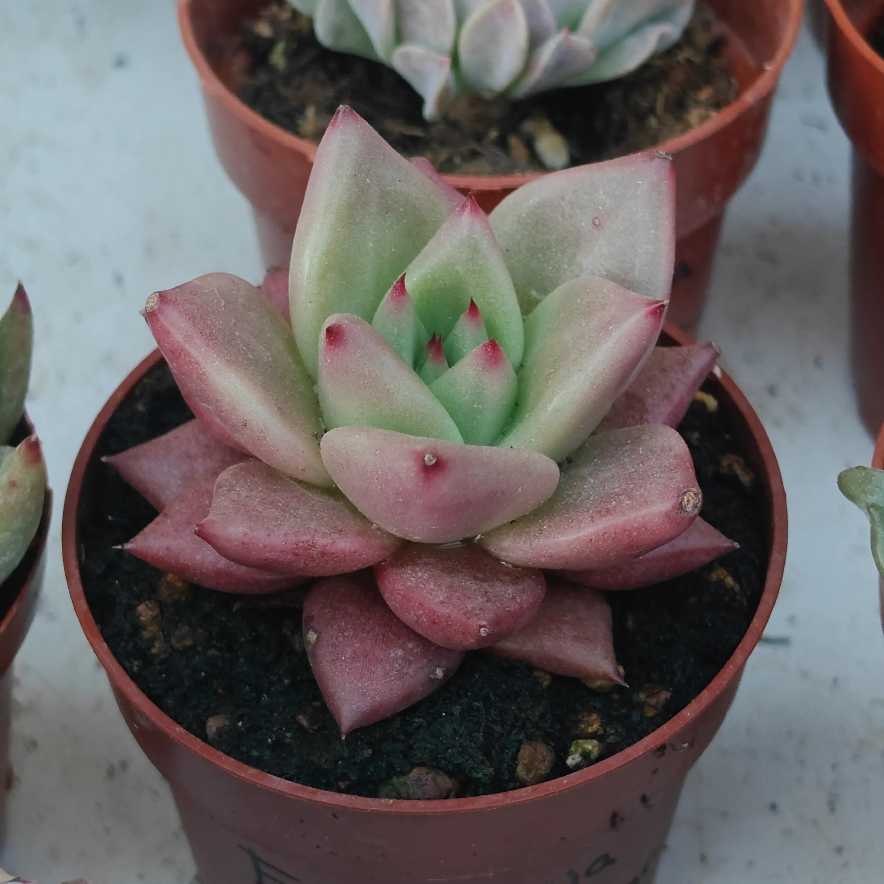 Echeveria Agavoides Miranda