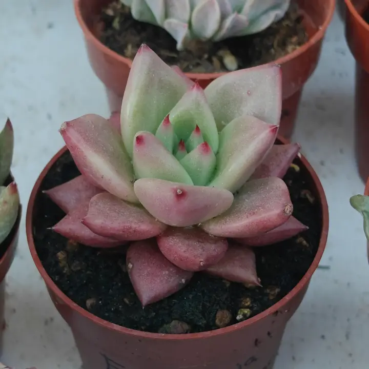 Echeveria Agavoides Miranda 1