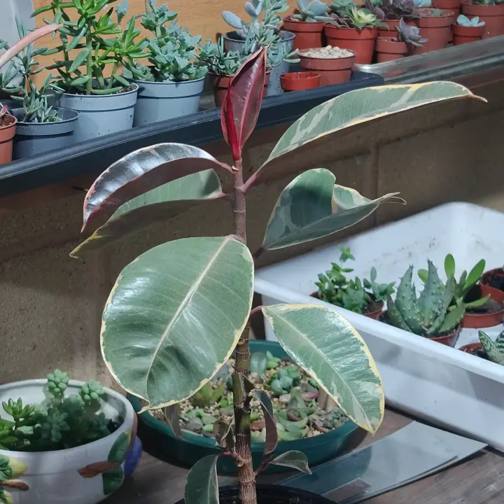 Ficus elastica tineke 1
