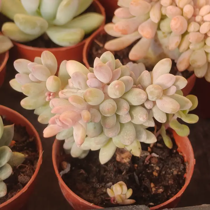 Pachyphytum Machucae 2