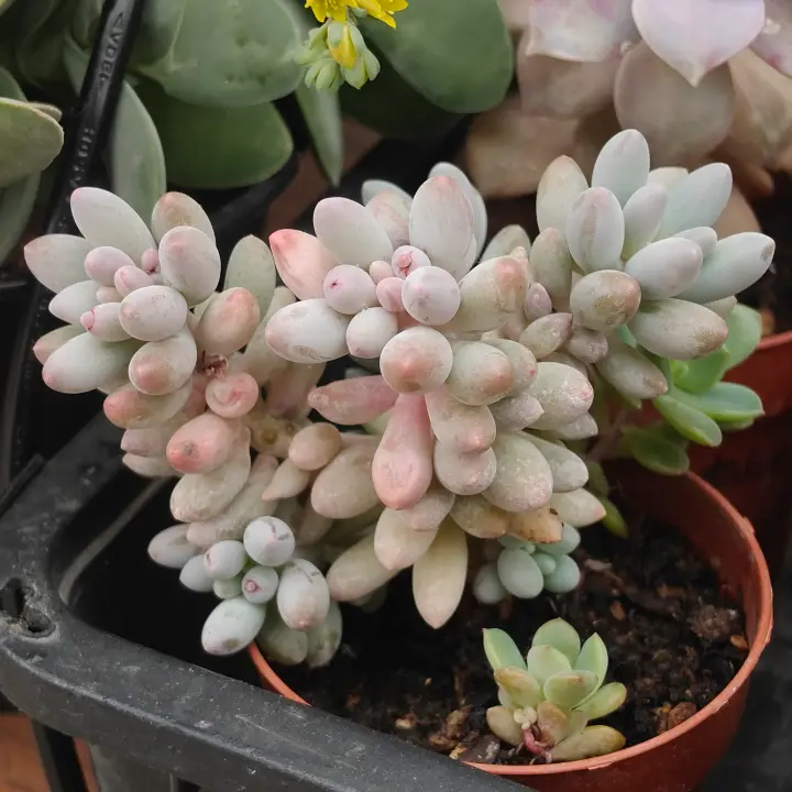 Pachyphytum Machucae 1