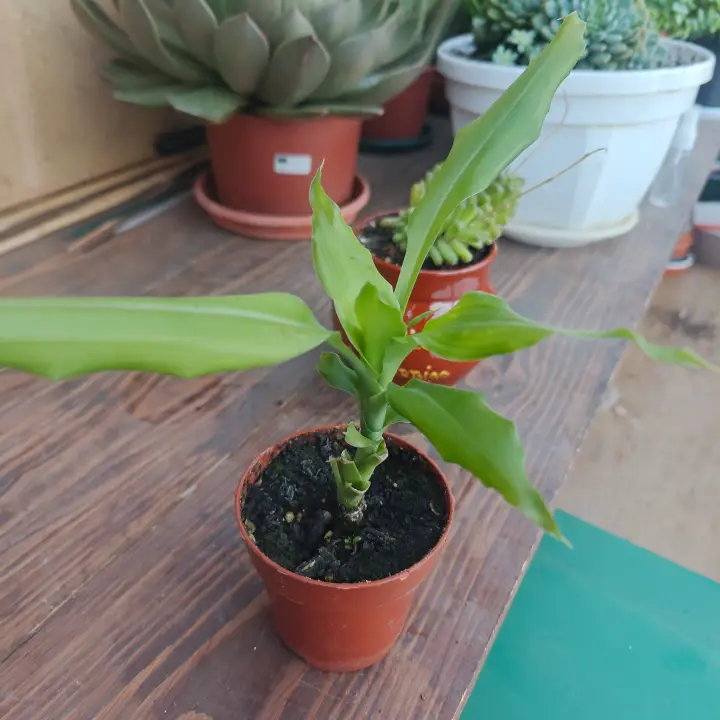 Dracaena fragrans 1