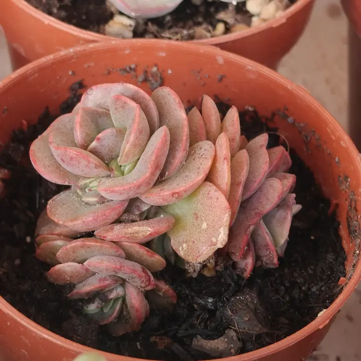 Echeveria Suyon 2