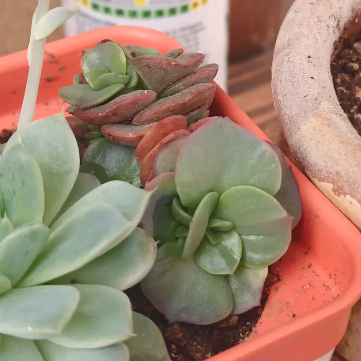 Echeveria Suyon 1