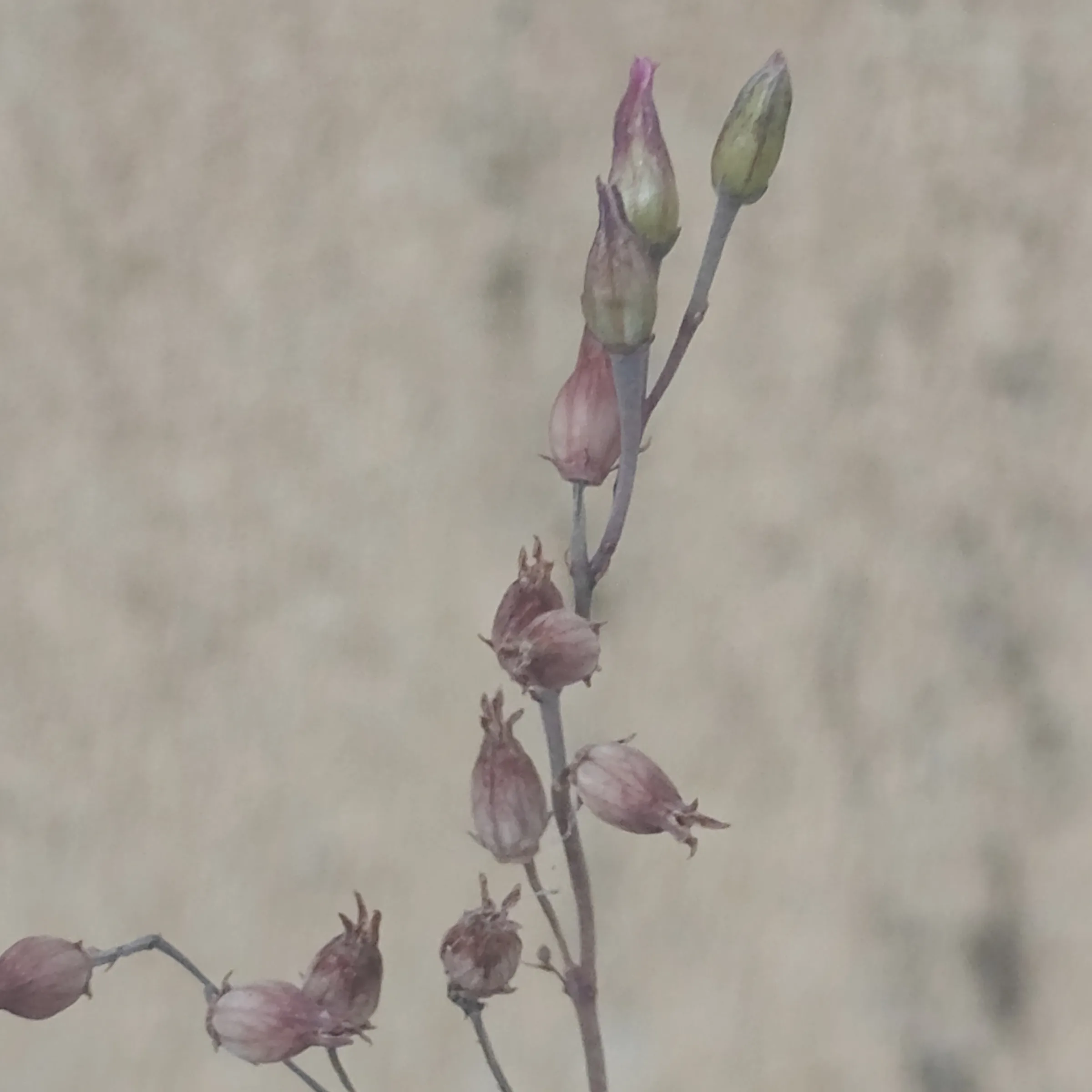 Kalanchoe humilis flor 1