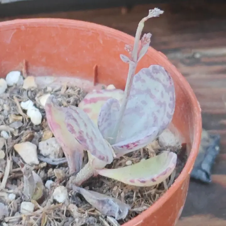 Kalanchoe humilis 3