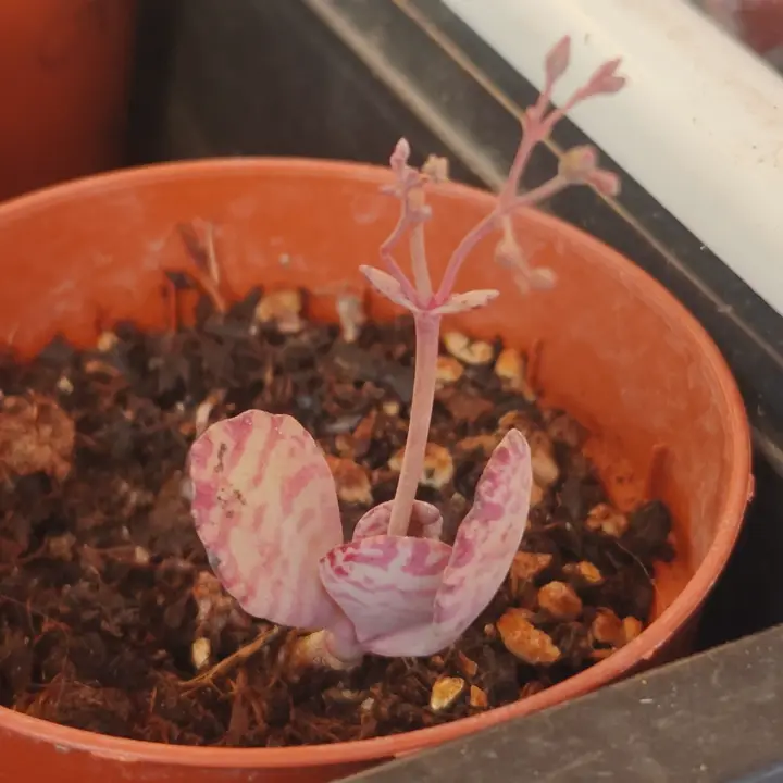 Kalanchoe humilis 2