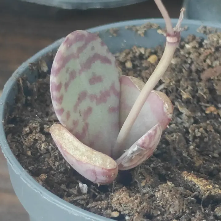 Kalanchoe humilis 1