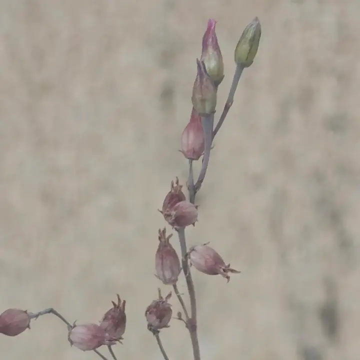 Kalanchoe humilis flor 1