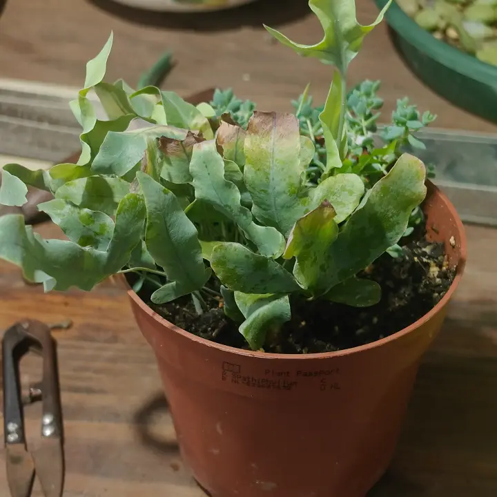 Phlebodium aureum 1