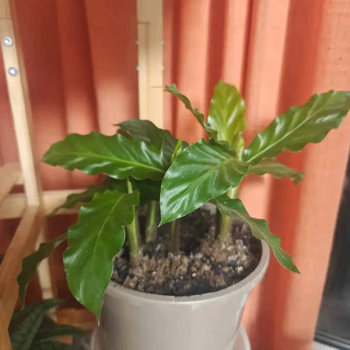 Calathea Rufibarba 1