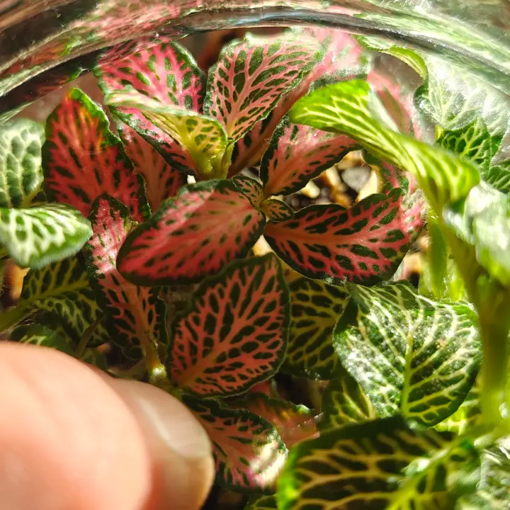 Fittonia Verschaffeltii roja 1