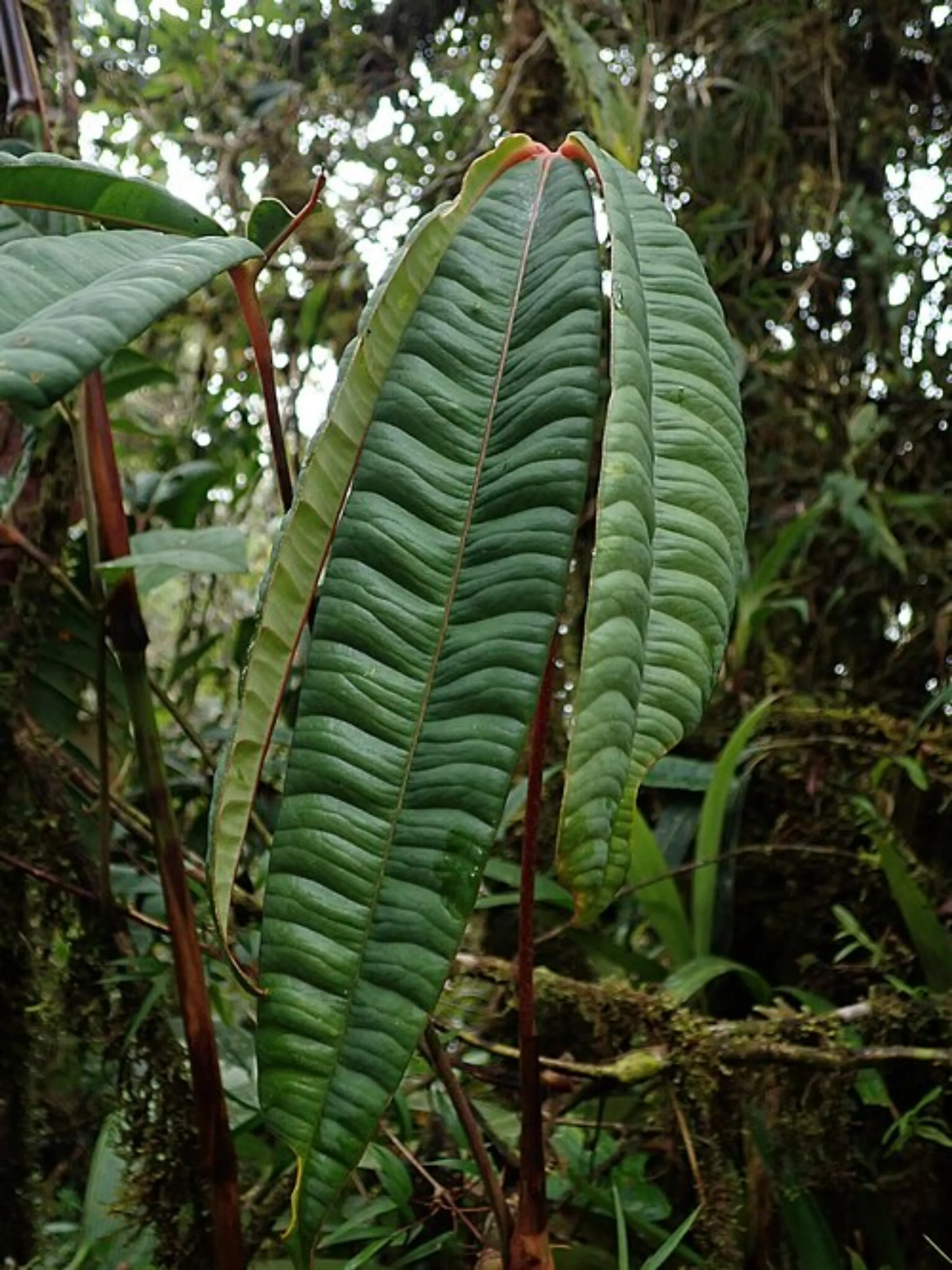 Anthurium cutucuense