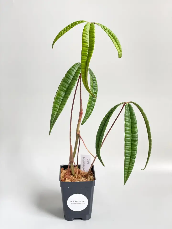 Anthurium cutucuense 2
