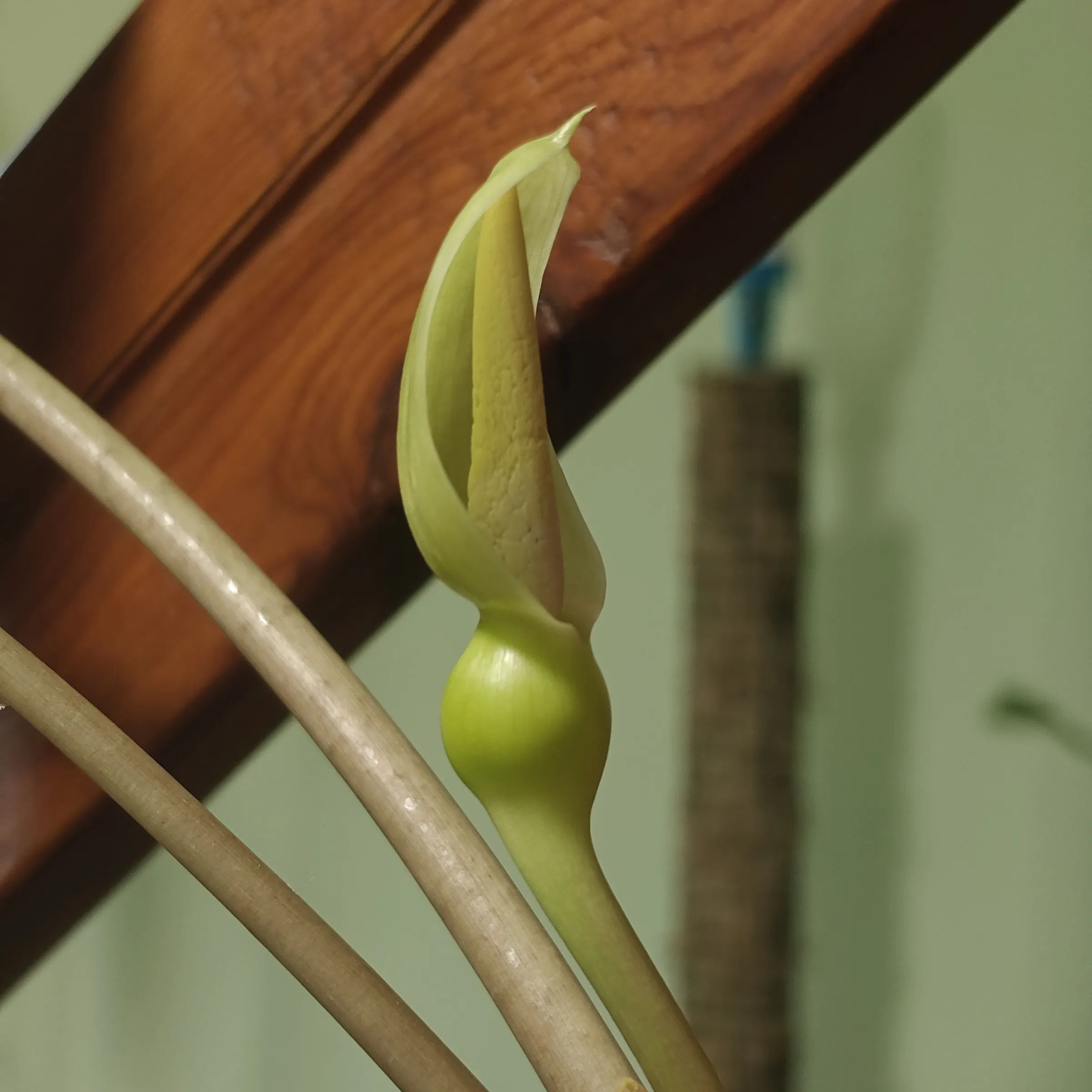 Alocasia Polly 5