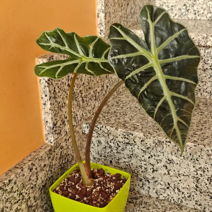 Alocasia Polly 2