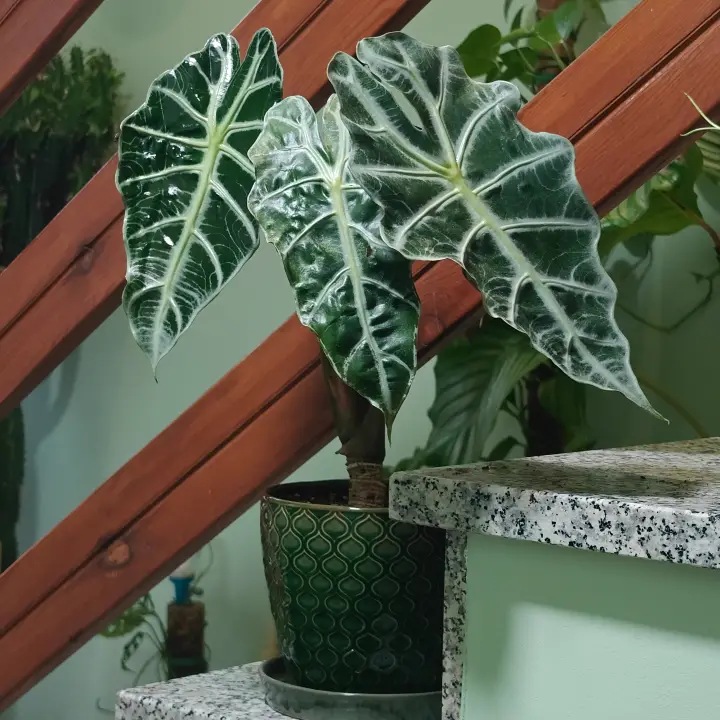 Alocasia Polly 1