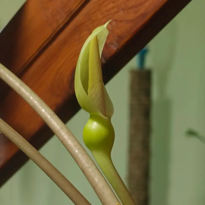Alocasia Polly flor 2