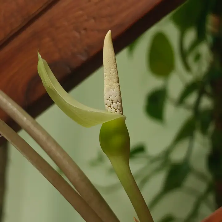 Alocasia Polly flor 1