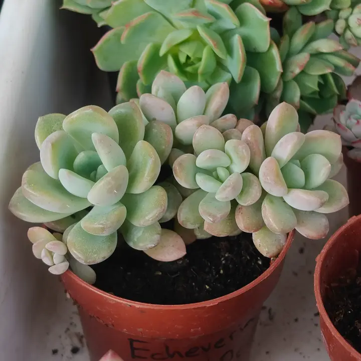 Echeveria Spotted Deer 1