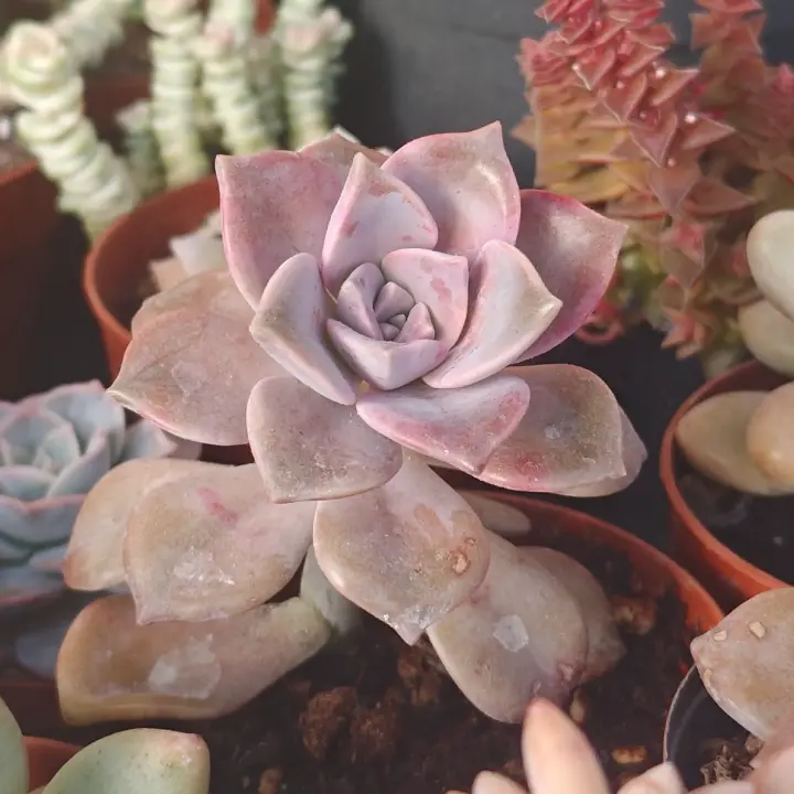 Graptopetalum Purple Delight 4