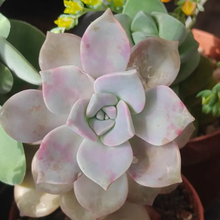 Graptopetalum Purple Delight 2