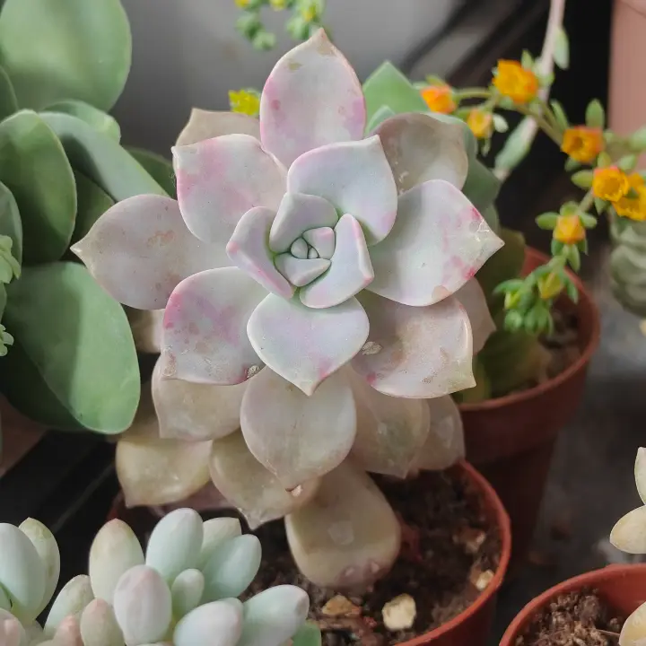 Graptopetalum Purple Delight 3