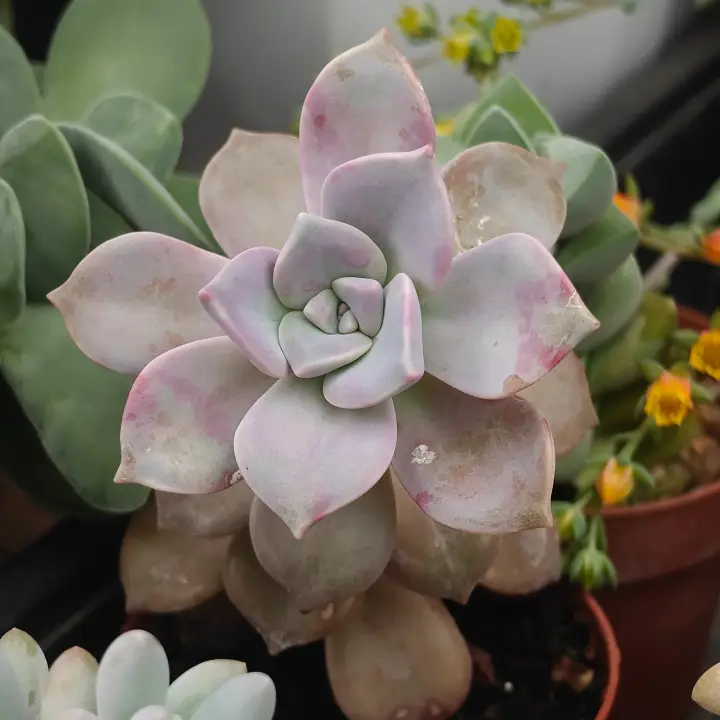 Graptopetalum Purple Delight 1