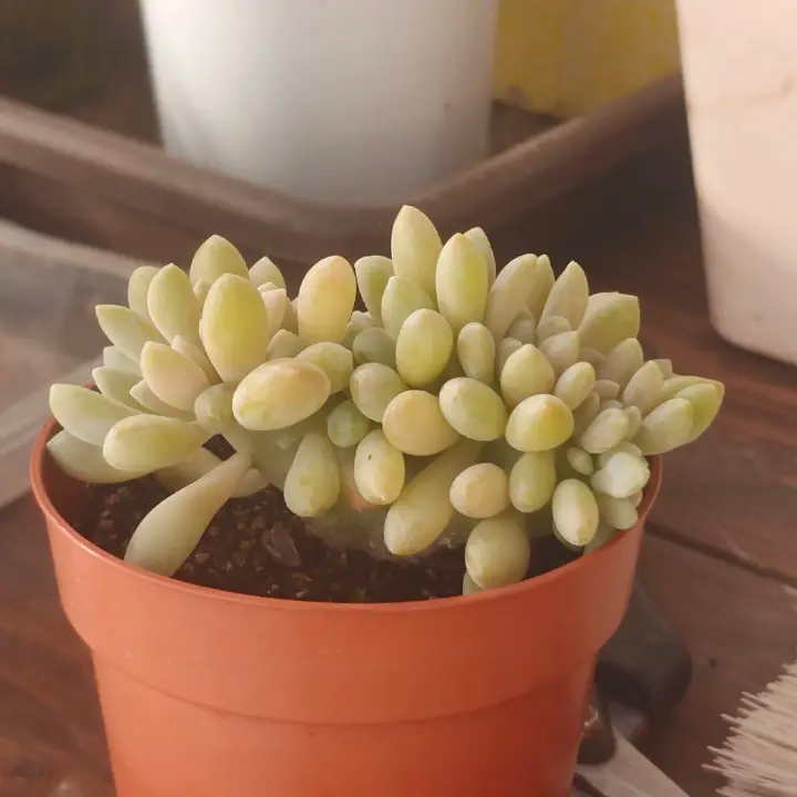 Echeveria Secunda f. Crestada 1