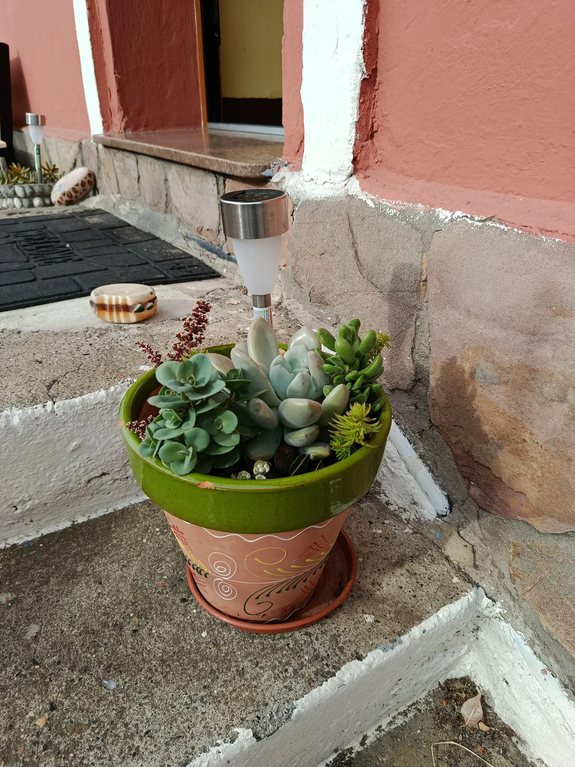Pachyphytum oviferum