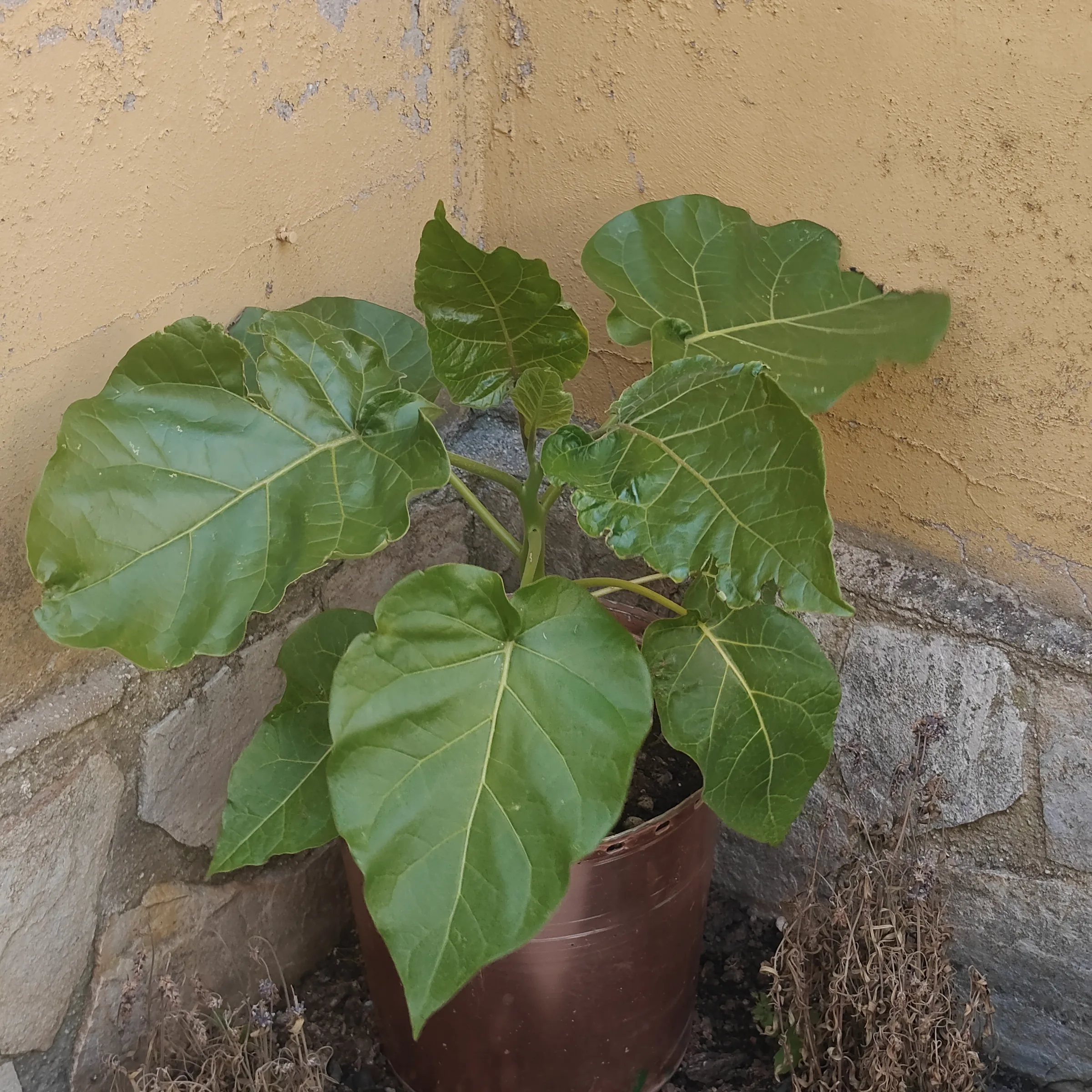 Solanum betaceum