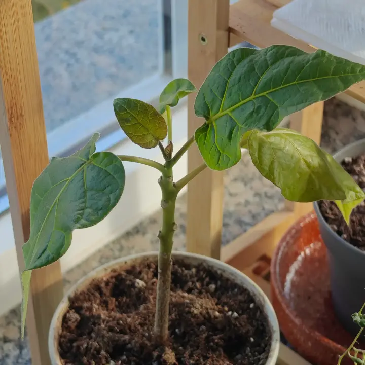 Solanum betaceum 2